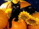 Autumn, Fall, Halloween,Harvest & Thanksgiving